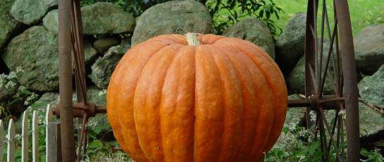 Pumpkin near wagon wheels, Thanksgiving is coming quick