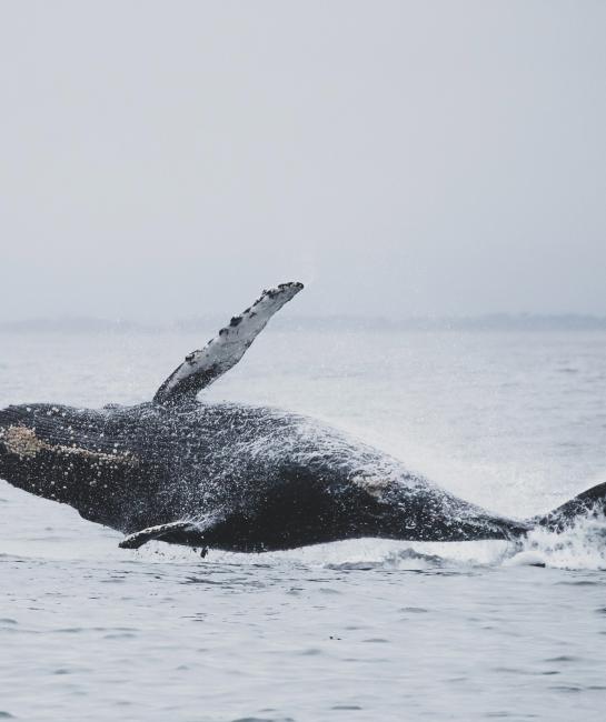 Gray Whale Breaching