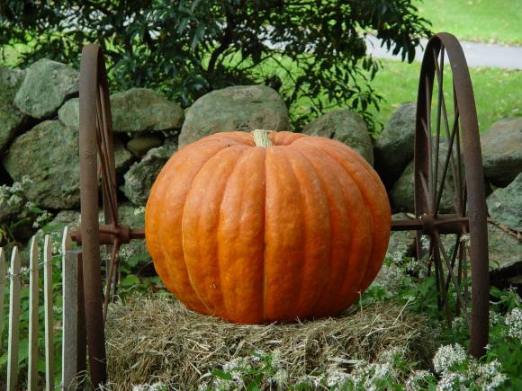Pumpkin near wagon wheels, Thanksgiving is coming quick